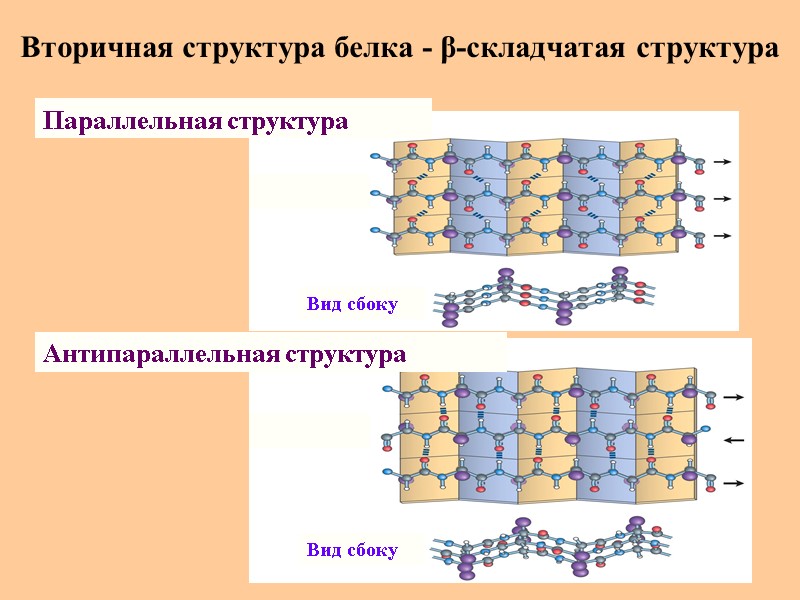 Вторичная структура белка - β-складчатая структура Параллельная структура Антипараллельная структура Вид сбоку Вид сбоку